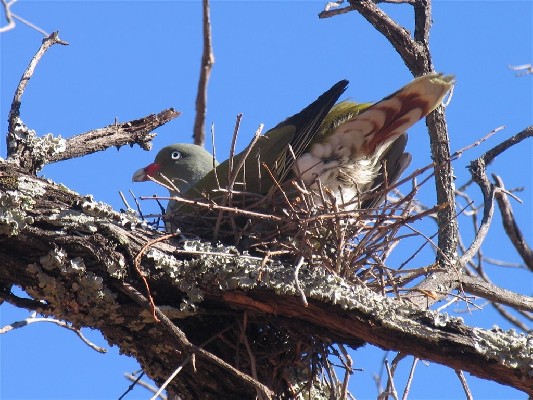African green pigeon on nest