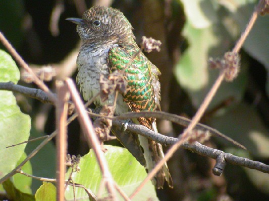 Juvenile Klaas's Cuckoo from an Avian Adventures tour in The Gambia