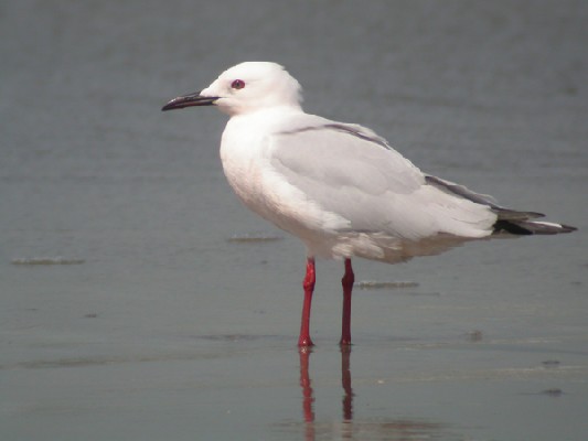 Slender-billed Gull from an Avian Adventures tour in The Gambia