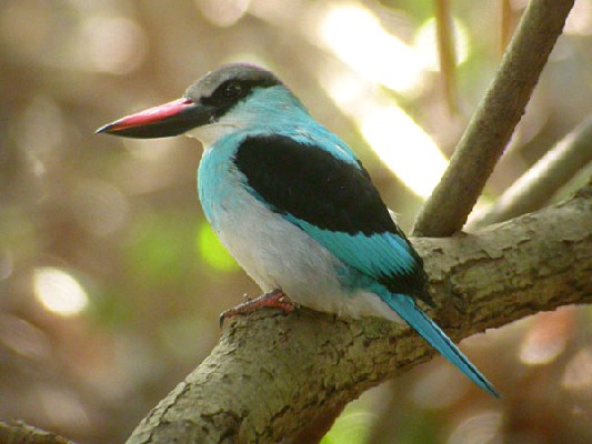 Blue-breasted Kingfisher from an Avian Adventures tour in The Gambia
