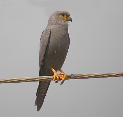 Grey Kestrel from an Avian Adventures tour in The Gambia