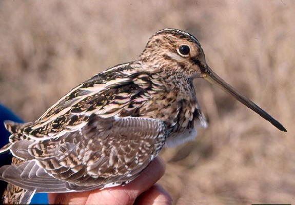 Common Snipe - in the hand