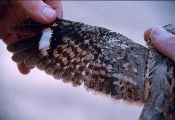Long-tailed Nightjar - in the hand