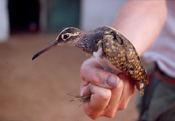 Greater Painted-Snipe - in the hand