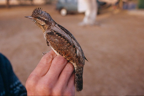 Wryneck - in the hand