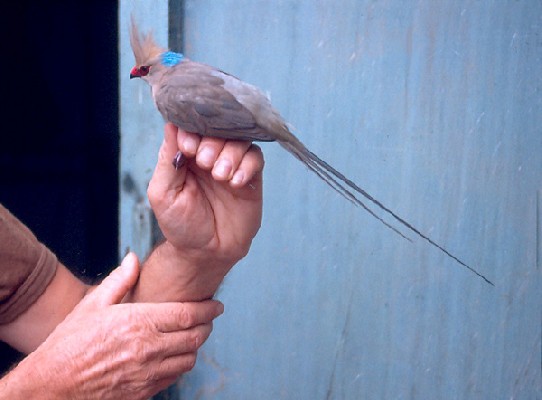 Blue-naped Mousebird - in the hand