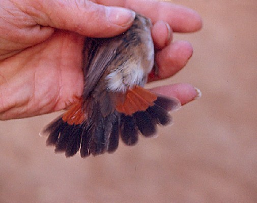 Bluethroat - in the hand