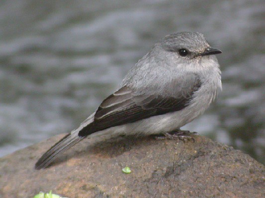 Cassin's Grey Flycatcher