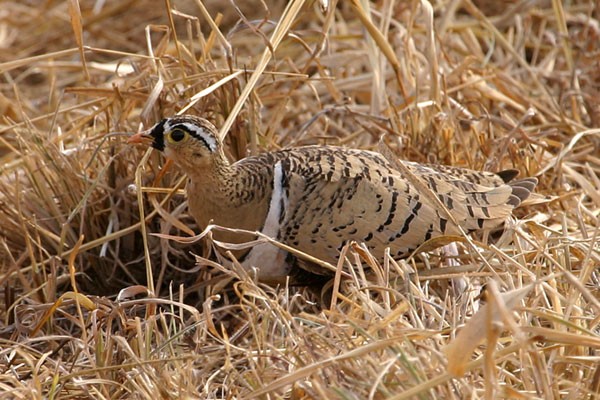 Black-faced Sandgrouse