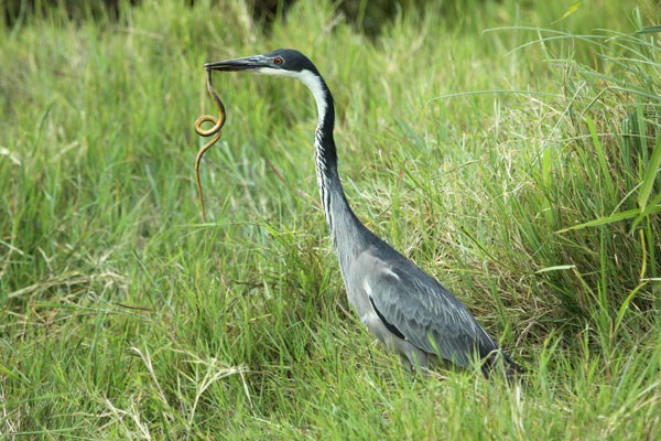 Black-headed Heron about to eat snake