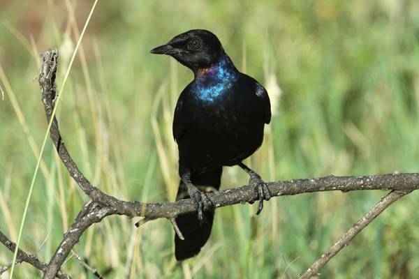 Ruppell's (Long-tailed) Starling