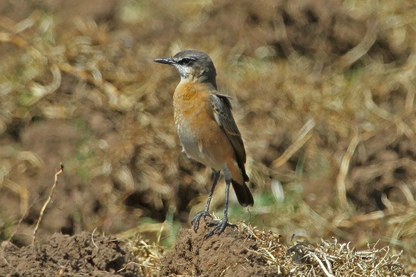 Rusty-breasted Wheatear - photographed on Avian Adventures 2011 tour