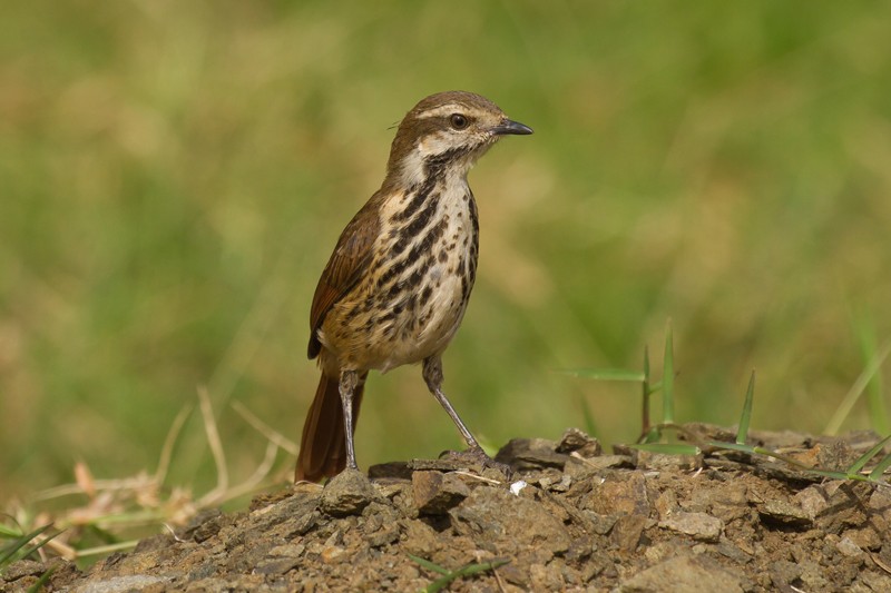 Spotted Palm-Thrush
