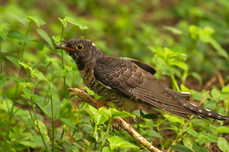 Red-chested Cuckoo - juvenile