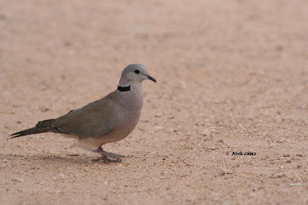 Ring-necked (Cape turtle) Dove: Probably female.