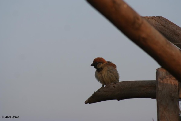 Somali Sparrow
