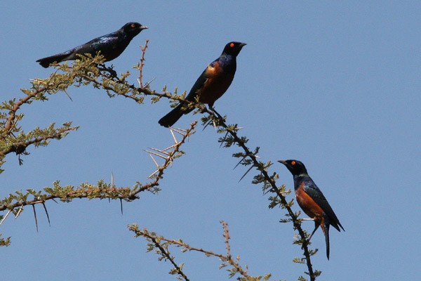 Shelley's Starling