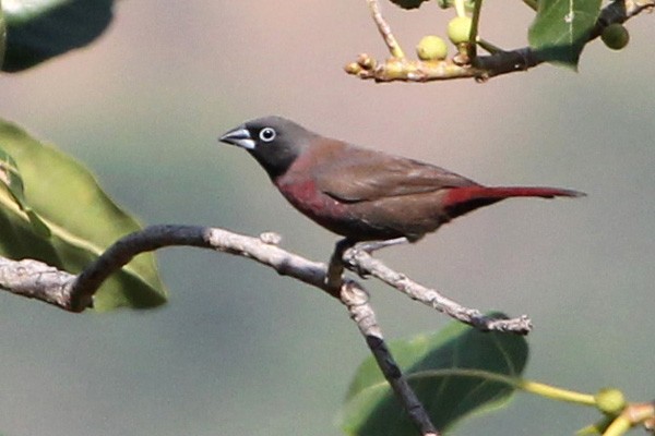 Black-faced Firefinch - adult male