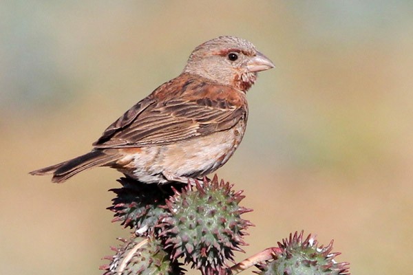 Chestnut Sparrow 