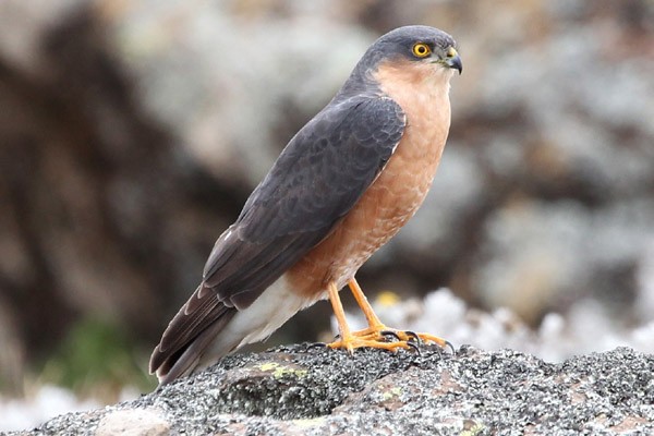 Rufous-chested Sparrowhawk - adult