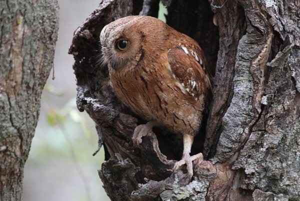 Torotoroka Scops-Owl