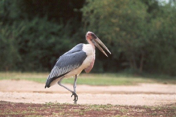 Marabou Stork