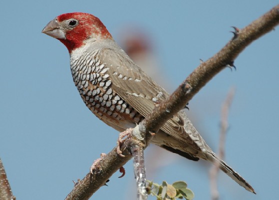 Red-headed Finch Male
