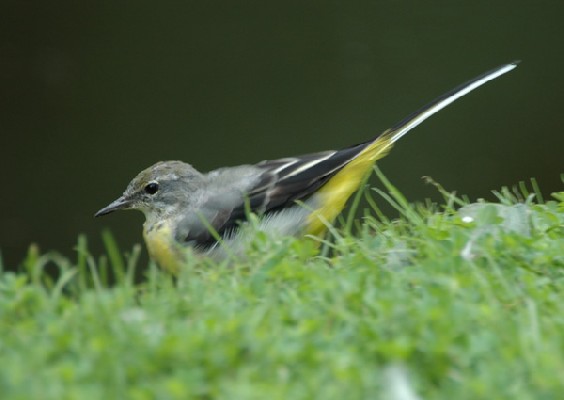 Grey Wagtail spp patriciae