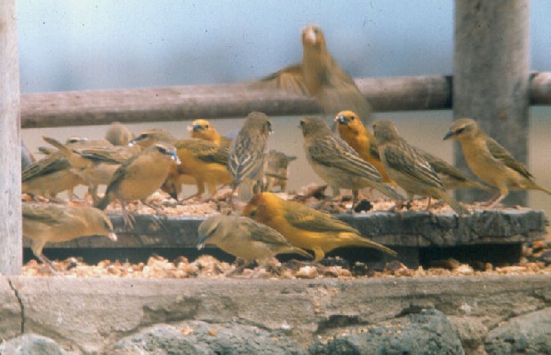 Taveta Golden Weavers - mixed males and females