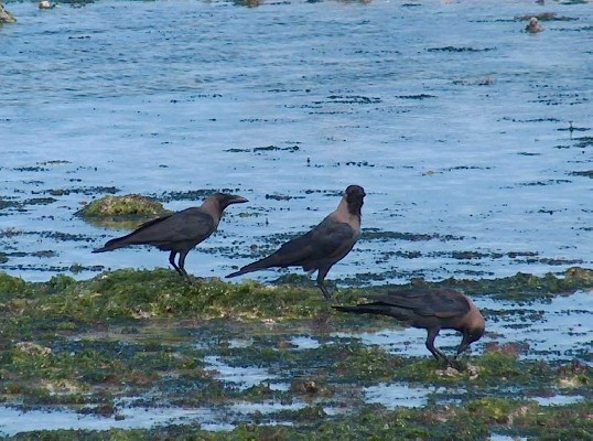 House Crows foraging in seaweed