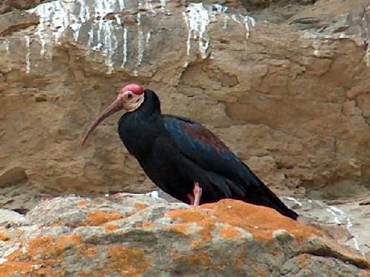 roosting Southern Bald Ibis
