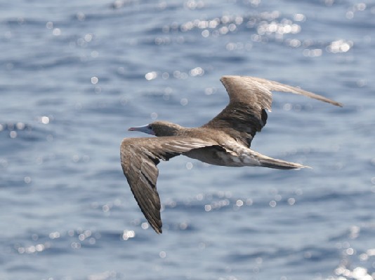 Brown morph Red-footed Booby