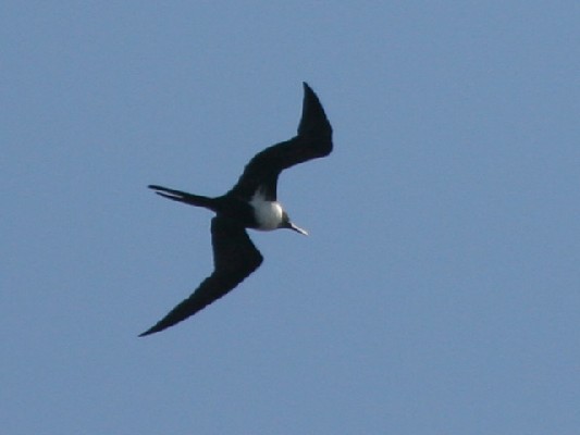 Lesser Frigatebird