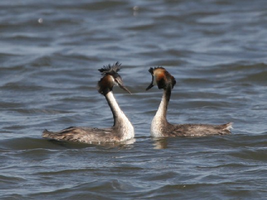 Courtship - Great Crested Grebes