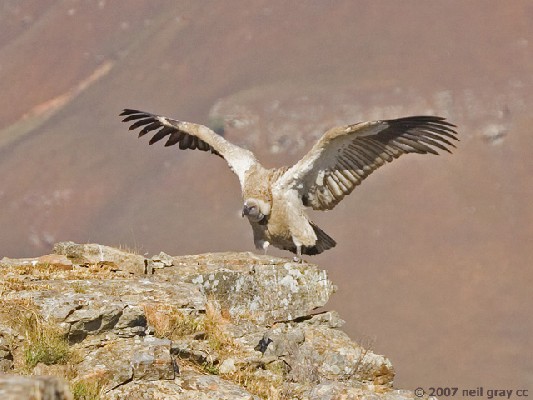 Cape Vulture spreading wings