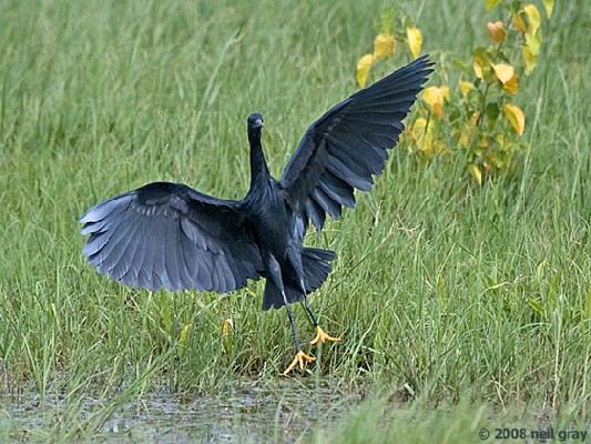 Black Heron landing