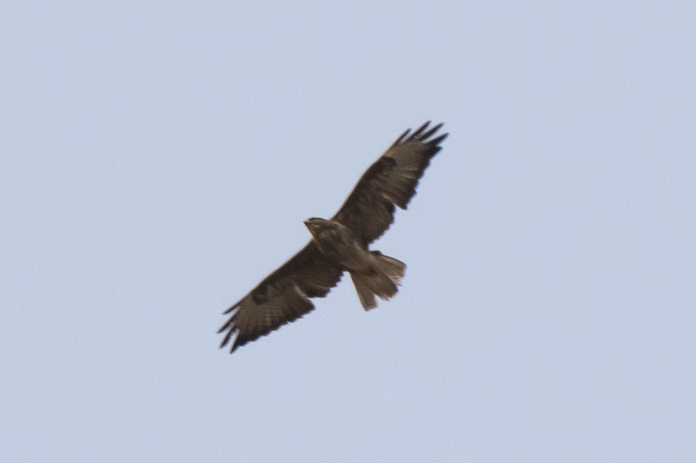 Cape Verde Buzzard