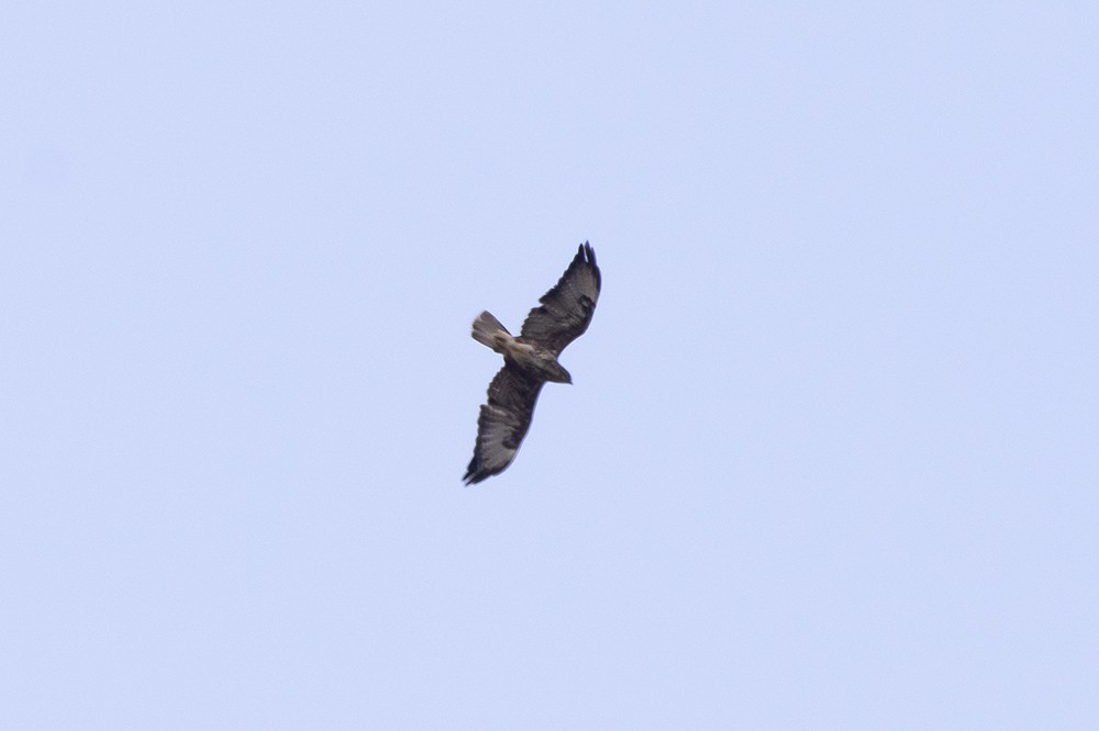 Cape Verde Buzzard