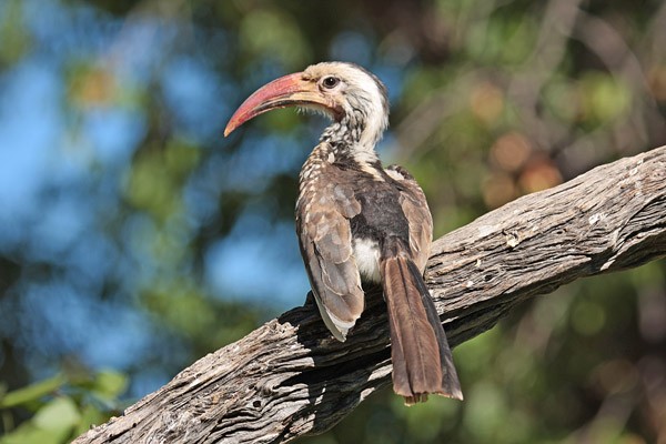 Damara Hornbill