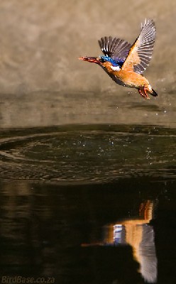 Alcedo cristata; Malachite Kingfisher; dive; landing; food; fish; catch; action; wing; colourful; bird; environment; close up