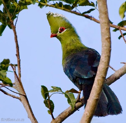 Knysna Turaco; bird; perched; wing; environment; colours; close up; wild bird; © Basie;birdbase,Wilderness