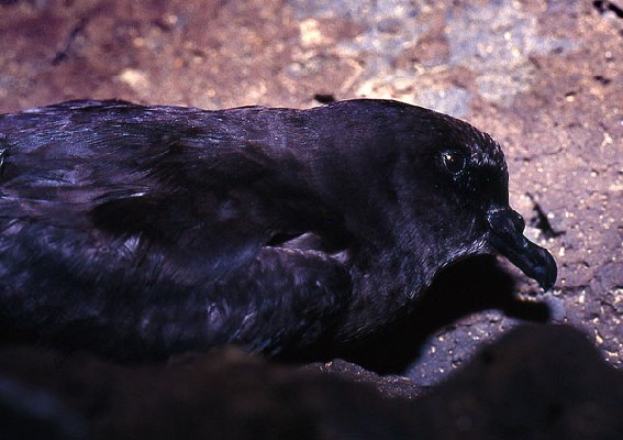 Bulwer's Petrel in the breeding colony
