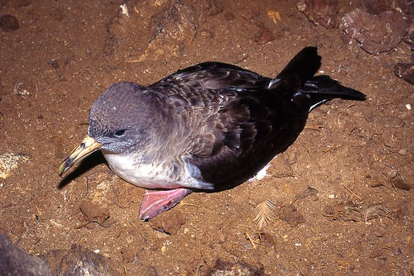 Cory's Shearwater at its breeding site