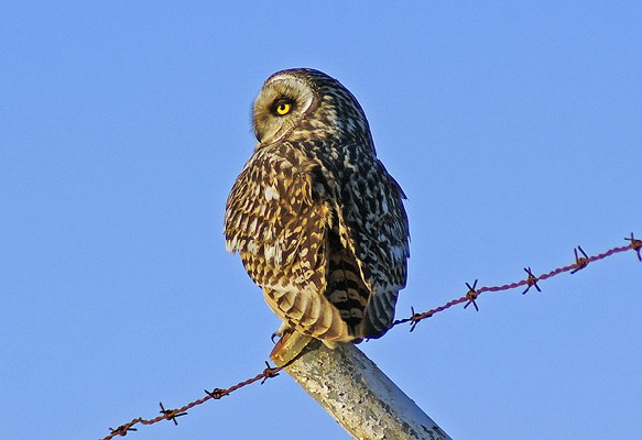 Short-eared Owl