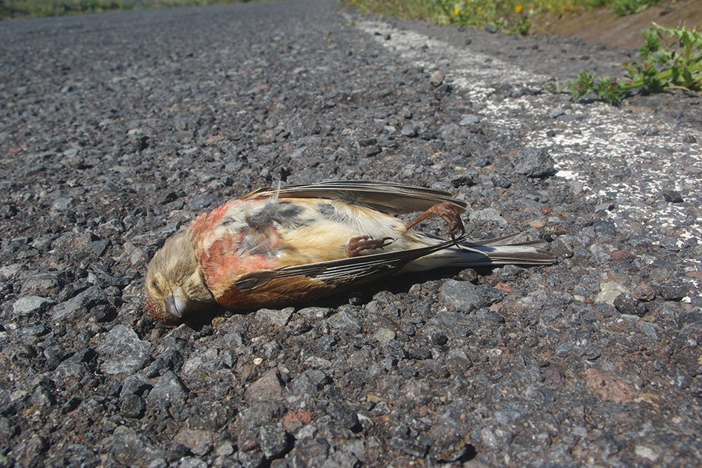 Common Linnet dead