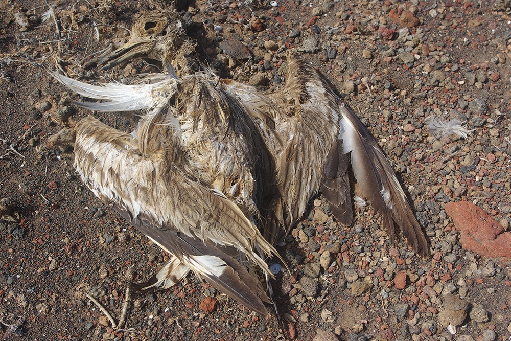 Eurasian Thick-knee - dead bird