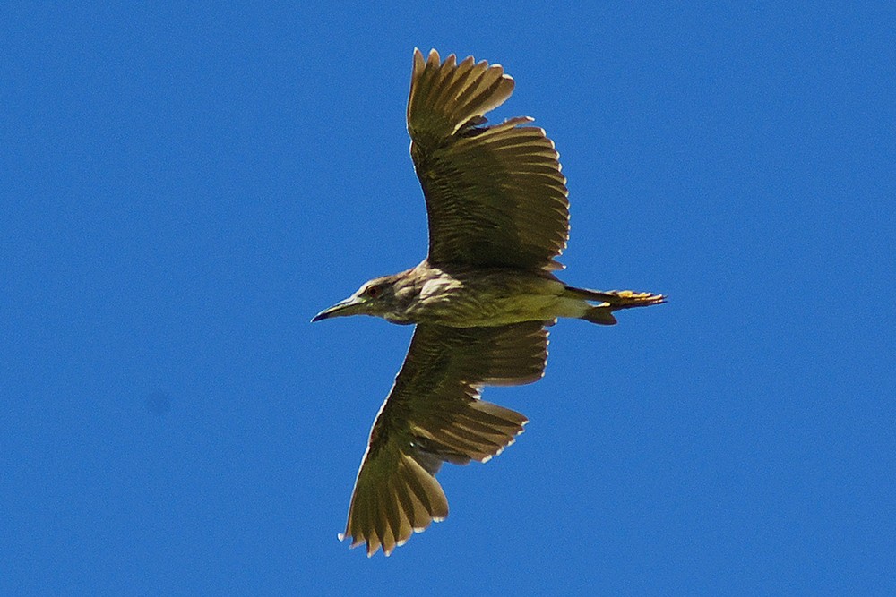Black-crowned Night Heron in flight