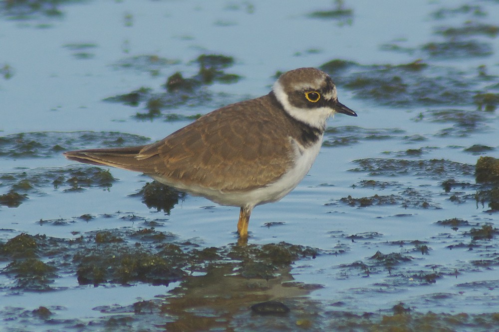 Little Ringed Plover probable