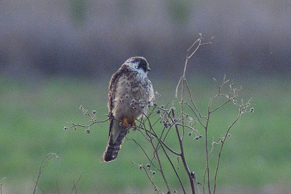 Red-footed Falcon 2nd Calendar Year