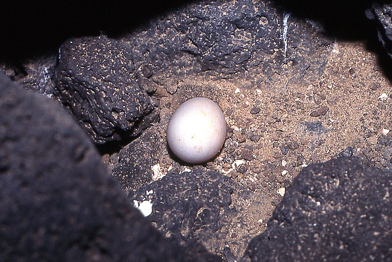 Bulwer's Petrel egg